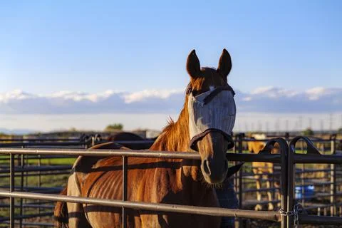 Bay Horse Standing on the farm, Split Rail metal fence in a pasture, mountain Stock Photos