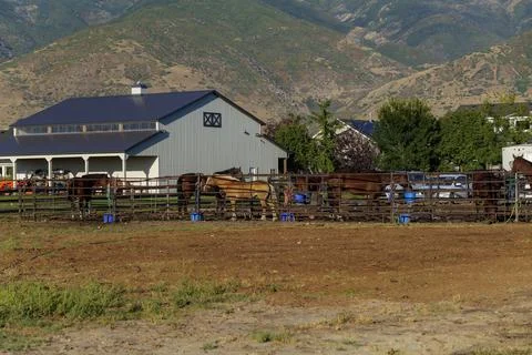 Bay Horse Standing on the farm, Split Rail metal fence in a pasture, mountain Stock Photos