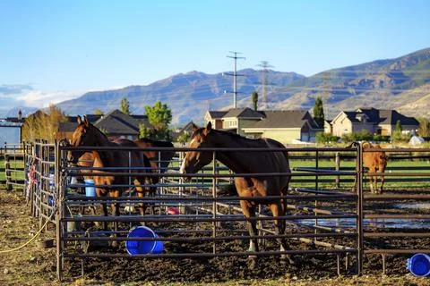 Bay Horse Standing on the farm, Split Rail metal fence in a pasture, mountain Stock Photos