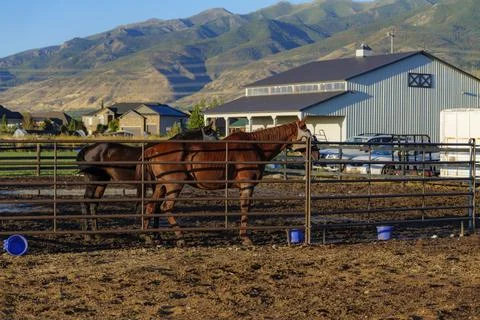 Bay Horse Standing on the farm, Split Rail metal fence in a pasture, mountain Stock Photos