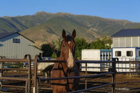 Bay Horse Standing at Split Rail metal fence in a pasture, mountain view in the Stock Photos