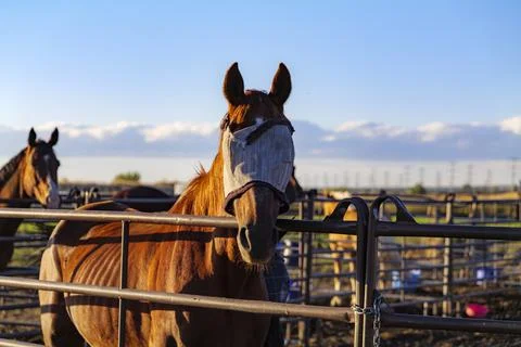 Bay Horse Standing at Split Rail metal fence in a pasture, mountain view in the Stock Photos