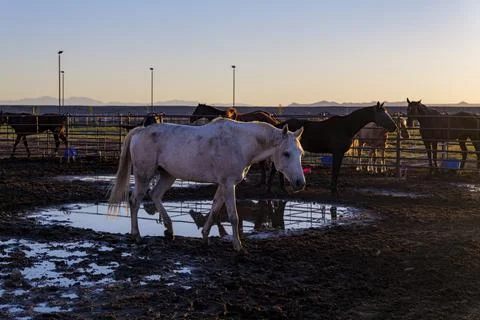 Bay Horse Standing at Split Rail metal fence in a pasture, the White horse on Stock Photos