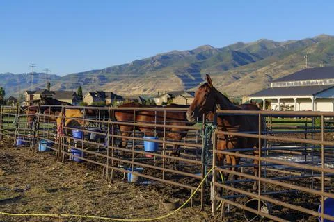 Bay Horse Standing at Split Rail metal fence in a pasture, mountain view in the Stock Photos
