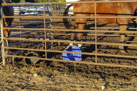 Bay Horse Standing at Split Rail metal fence in a pasture, mountain view in the Stock Photos