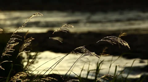 Bay Of Islands - waving cane Stock Footage 25899384
