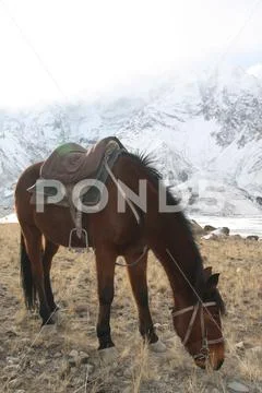 Bay Kyrgyz horse with saddle grazing in the mountains Stock Photos