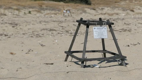 Bay of Laganas, loggerhead, caretta turtle nest on Marathonisi beach Stock Footage 115576475