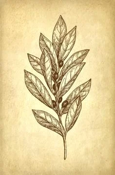Bay laurel branch. Stock Illustration