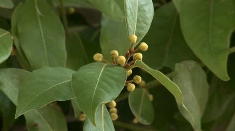 Bay laurel Stock Footage 12400886