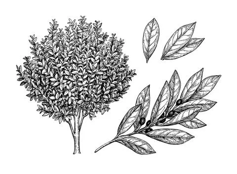 Bay laurel tree, branch and leaves. Stock Illustration