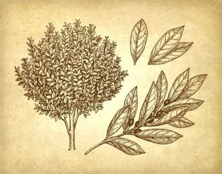 Bay laurel tree, branch and leaves. Stock Illustration