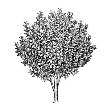 Bay laurel tree. Stock Illustration