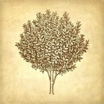 Bay laurel tree. Stock Illustration