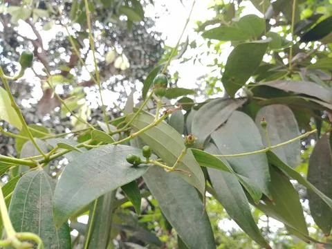 Bay leaf is a aromatic culinary spices  for cuisine Fotos Stock