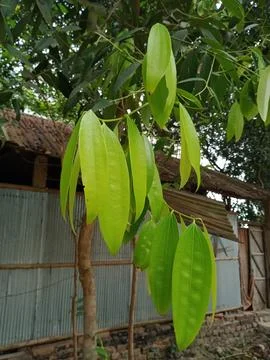 Bay leaf is a aromatic culinary spices  for cuisine Fotos Stock