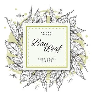 Bay leaf banner with square space for text, hand drawn sketch vector Stock Illustration