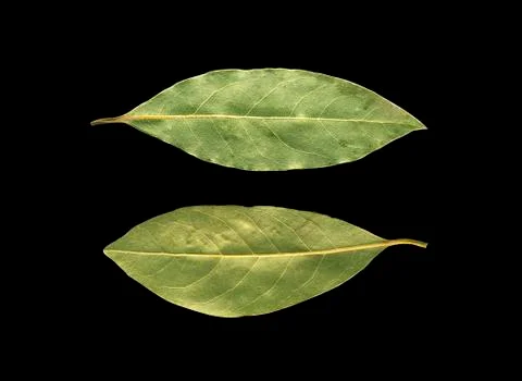 Bay leaf on black Stock Photos