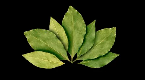 Bay leaf on black Stock Photos