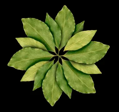 Bay leaf on black Stock Photos