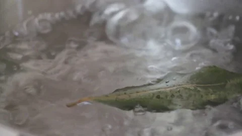 Bay leaf boiling in water Video stock 76749072
