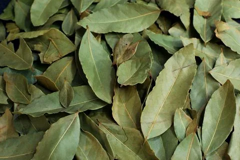 Bay leaf close-up, spices Stock Photos