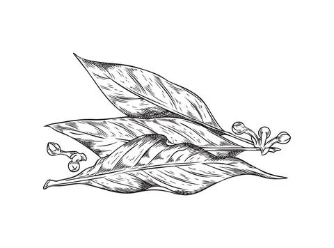 Bay leaf with corns, pepper vector hand drawn isolated illustration, bay Laurel Stock Illustration