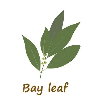 Bay leaf in flat style. Bay leaves isolated on white background. Illustrazione stock
