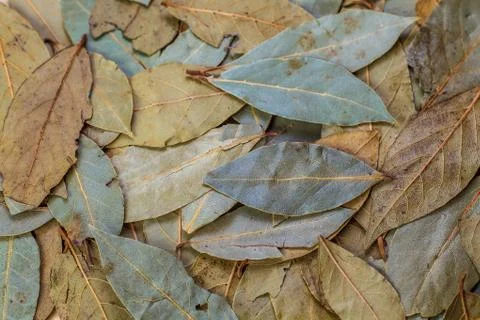 Bay leaf green Stock Photos