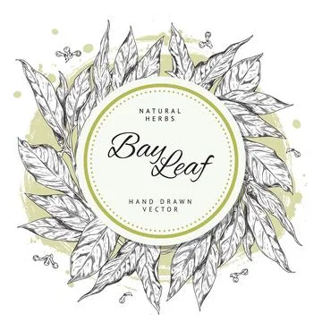 Bay leaf hand drawn banner with space for text, sketch vector illustration Stock-Illustration
