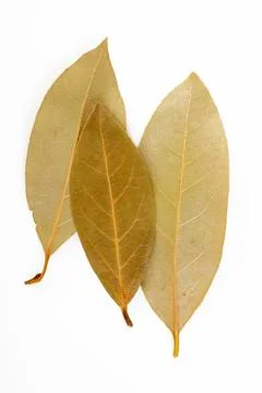Bay leaf herb Stock Photos