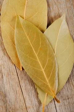 Bay leaf herb Stock Photos