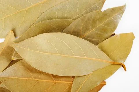 Bay leaf herb 스톡 사진