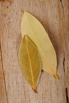 Bay leaf herb Stock Photos