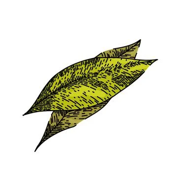 Bay leaf herb tree sketch hand drawn vector 스톡 일러스트