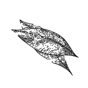 Bay leaf herb tree sketch hand drawn vector Illustrazione stock