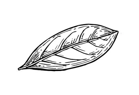 Bay leaf ink sketch. Stock Illustration