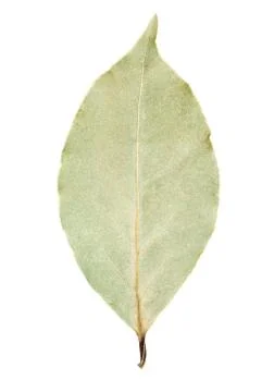 Bay leaf isolated Stock Photos