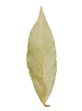 Bay leaf isolated Stock Photos