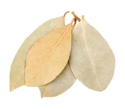 Bay leaf isolated Stock Photos