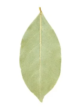 Bay leaf isolated Stock Photos