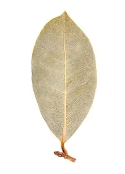 Bay leaf isolated Stock Photos