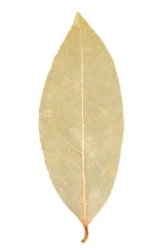 Bay leaf isolated Stock Photos