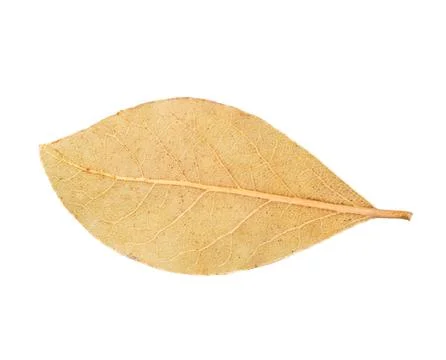 Bay leaf isolated Stock Photos