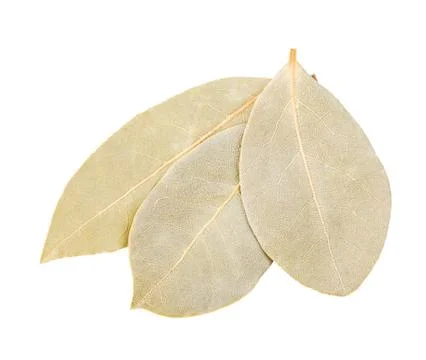 Bay leaf isolated Stock Photos