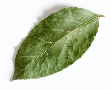 Bay leaf isolated Stock Photos