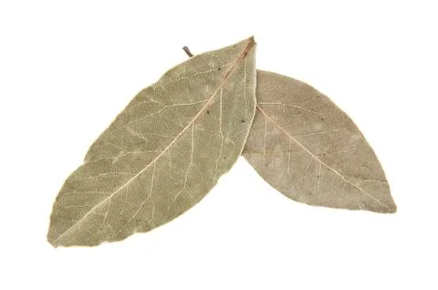 Bay leaf isolated on white background Stock Photos