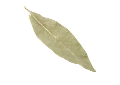 Bay leaf isolated on white background Stock Photos