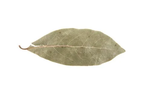 Bay leaf isolated on white background Stock Photos