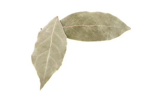 Bay leaf isolated on white background Stock Photos